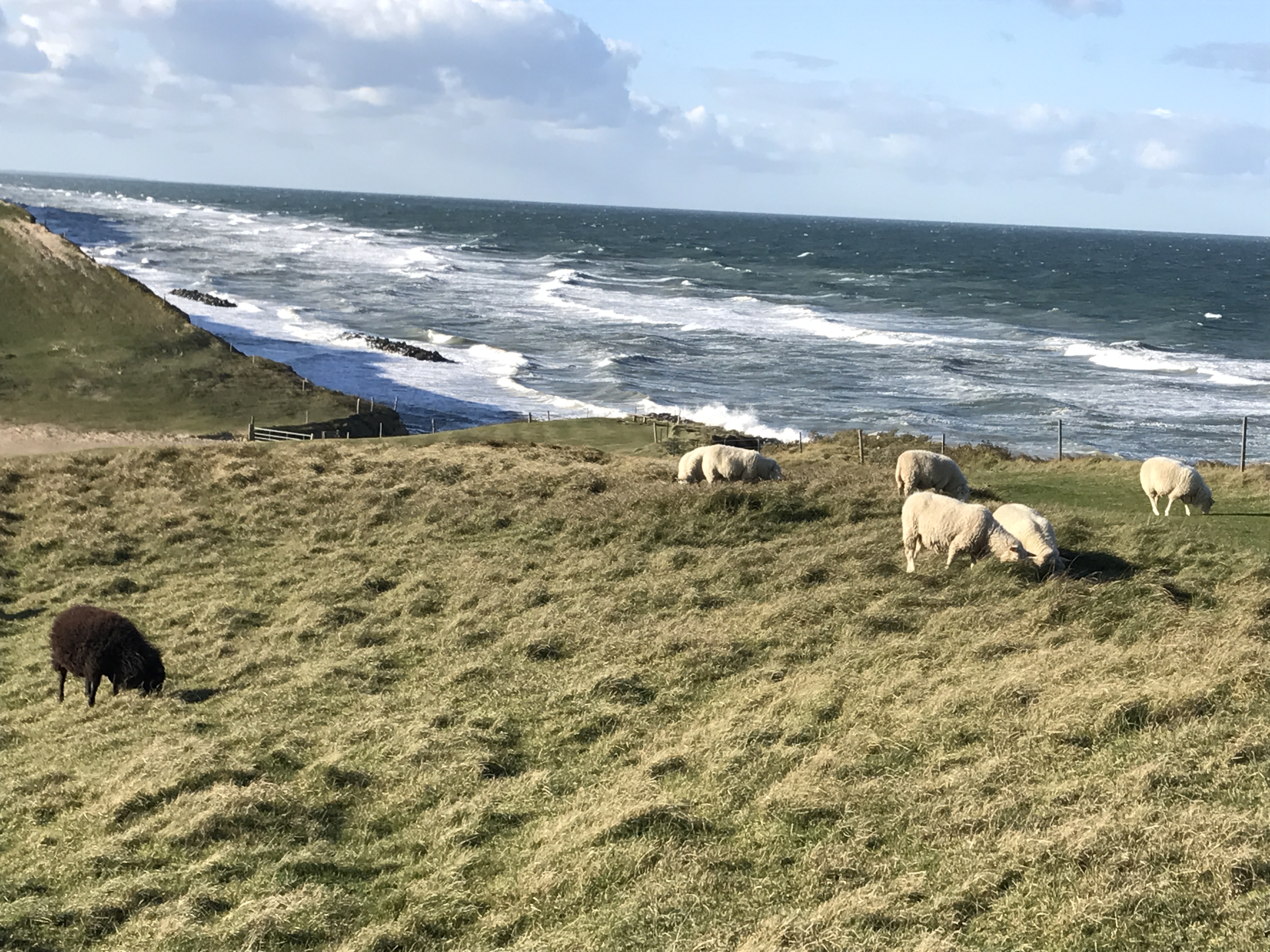 Heatherhill – får græsser med dramatisk udsigt over Kattegat, 800 m fra Sommerfuglehuset